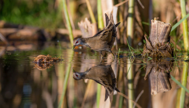 Little Crake - Porzana parva female feeding at a wetland