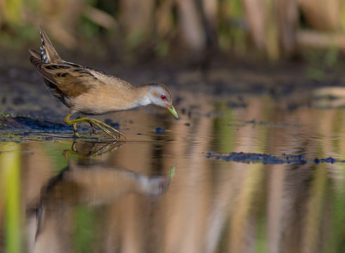 Little Crake - Porzana parva female feeding at a wetland