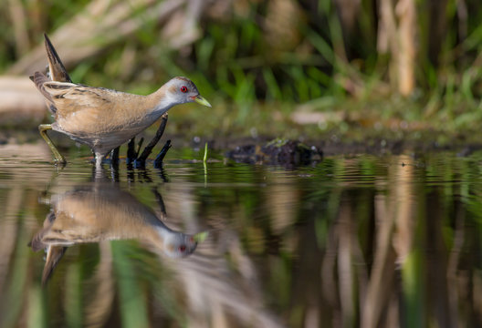 Little Crake - Porzana parva female feeding at a wetland