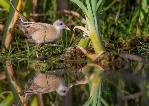 Little Crake - Porzana parva - female feeding at a wetland