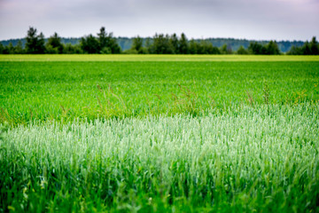 Shot of a wheat field

