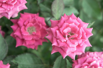 Beautiful pink rose in the garden, pink roses with background blurred