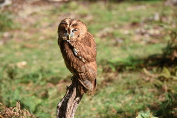 Tawny Owl Perched on branch New Forest Hampshire England