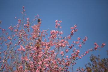 Pink cherry blossom flower