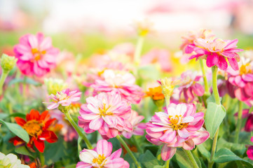 Obraz premium pink floral in garden , flower zinnia elegans , color nature background