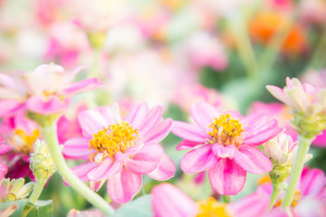 Obraz premium pink floral in garden , flower zinnia elegans , color nature background