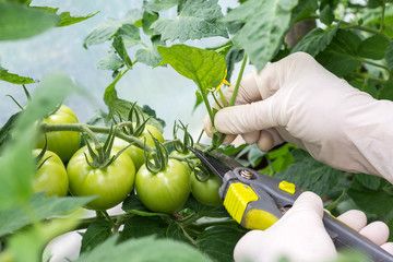 Woman is pruning   tomato plant branches in the greenhouse , worker  pinches off the shoots or 