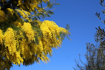 Albero di mimosa fiorito