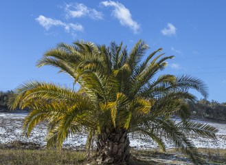 Fototapeta na wymiar palm tree in a meadow after first snow under blue sky
