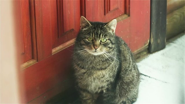 Sad cat sitting at the doors. Cold day and snowing.