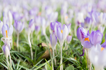 spring crocus field with easter flowers