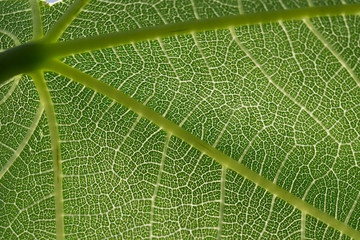Detail of the backlit texture and pattern of a fig leaf plant, the veins form similar structure to a green tree