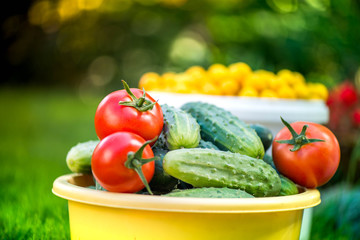 Big autumn harvest. Shot of bucket of freshly picked ripe red tomatoes, cucumbers and small yellow plums in the middle of a garden in early autumn

