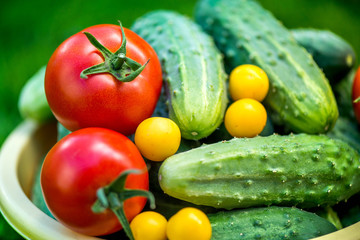 Big autumn harvest. Shot of bucket of freshly picked ripe red tomatoes, cucumbers and small yellow plums in the middle of a garden in early autumn

