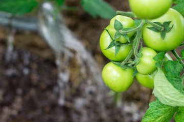  Watering tomatoes.  Care of tomatoes plant concept