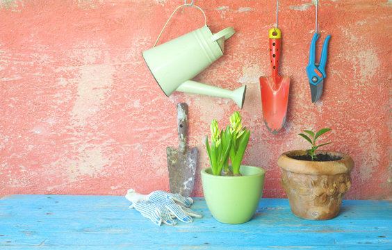 garden tools, young plants,gardening in the springtime