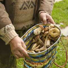 Wild mushrooms in a basket, in the hands of men