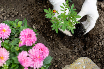 Woman is planting african marigold (tagetes)  seedlings in the flower garden, horticulture and the flower planting concept