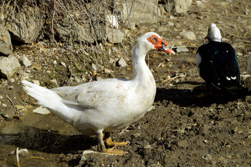 Domestic duck,domestic white ducks, naturally fed ducks
