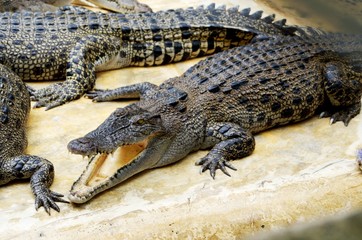 Crocodile farm