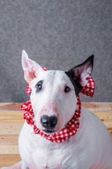 cute english bullterrier isolate on white backgtound