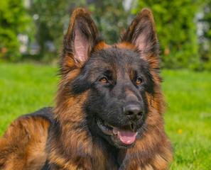 Schäferhund liegend im Sonnenlicht