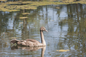 Jeune cygne qui se prélasse au soleil