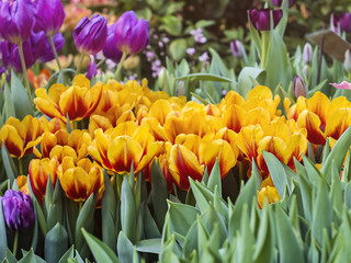 Beautiful yellow with red tulips stretch to the sky on sunny meadow