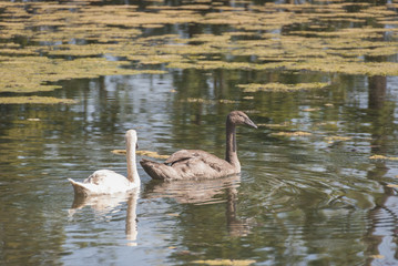 Réserve naturelle de la petite Camargue Alsacienne, Saint-Louis