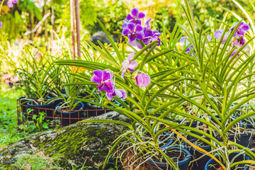 A Beautiful purple and pink Orchids flower on a branch hanging in the air