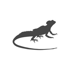 Lizard icon vector - Illustration