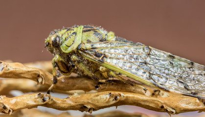 Cigarra verde.