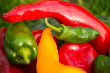 Summer harvest. Freshly picked, red, green and yellow sweet peppers, laying in grass in garden. Healthy eating, fresh food, vegetables, vitamins, diet, fitness. Making fresh salads for dinner. Tasty