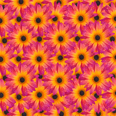 Pattern with Gazania Rigens Rare Sun Flower Bonsai Plant, native to Africa. Vibrant magenta and yellow orange flower