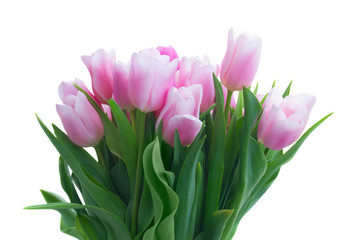 Bouquet of fresh pink tulips with green leaves close up isolated on white background