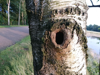 Baumstamm Birke  mit Baumloch, Nahaufnahme
