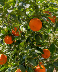 Mandarin fruits on the tree

