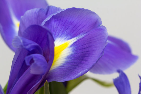  purple flower irises