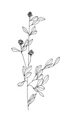 Hand drawn herb. Sketch style. Vector illustration.