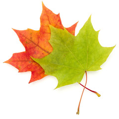 colorful autumn maple leaf isolated on white