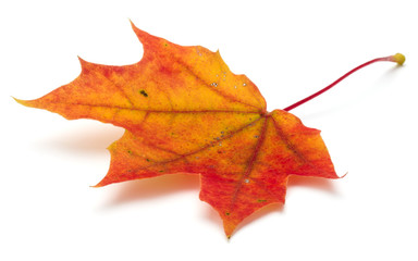 colorful autumn maple leaf isolated on white