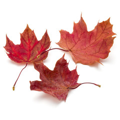 colorful autumn maple leaf isolated on white background