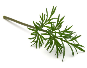 Close up shot of branch of fresh green dill herb leaves isolated on white background