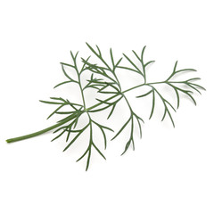 Close up shot of branch of fresh green dill herb leaves isolated on white background