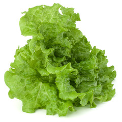 fresh green lettuce salad leaves isolated on white background