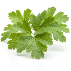 Fresh parsley herb leaves  isolated on white background