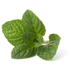 Fresh mint herb leaves isolated on white background cutout