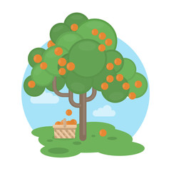 Isolated oranges tree with basket. Sweet and sour fruits.
