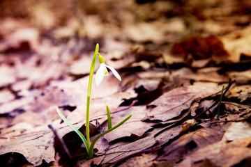 Snowdrop spring flower in forest. Close up macro.
