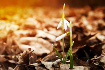 Snowdrop spring flower in forest. Close up macro.